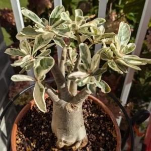 Adenium Obesum Desert Rose Plant, Adenium Plant For Planting, Live Desert Rose Plant With Flower, Potted Plant