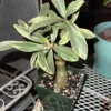 Adenium Obesum Live Plant, Variegated Adenium Live Plant In Pot 5 To 7 Inches Tall, Live Double Pink Desert Rose Flower Plant