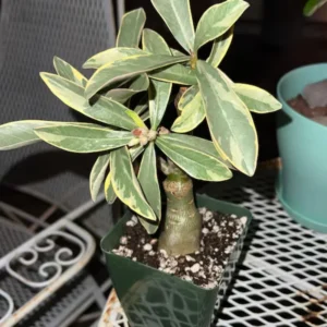 Adenium Obesum Live Plant, Variegated Adenium Live Plant In Pot 5 To 7 Inches Tall, Live Double Pink Desert Rose Flower Plant