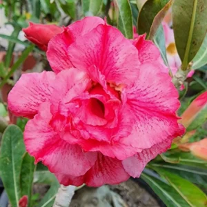 Rare Adenium Desert Rose Plant Live, Live Adenium Plant, Double Pink Desert Rose Plant Live, Variegated Plant In Pot