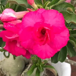 Adenium Obesum Desert Rose Plant, Adenium Plant For Planting, Live Desert Rose Plant With Flower, Potted Plant