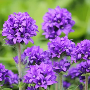 Campanula Plant, Purple Campanula Plant For Planting, Campanula Live Plant In 3 Inches Pot