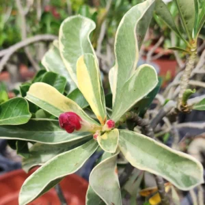 Rare Adenium Desert Rose Plant Live, Live Adenium Plant, Double Pink Desert Rose Plant Live, Variegated Plant In Pot
