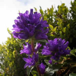 Campanula Plant, Purple Campanula Plant For Planting, Campanula Live Plant In 3 Inches Pot
