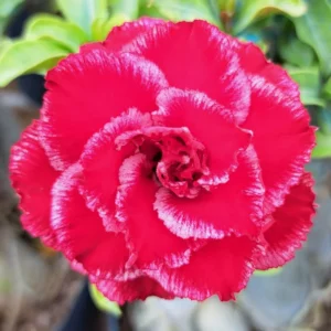 Rare Adenium Desert Rose Plant Live, Live Adenium Plant, Double Pink Desert Rose Plant Live, Variegated Plant In Pot