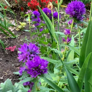 Campanula Plant, Purple Campanula Plant For Planting, Campanula Live Plant In 3 Inches Pot