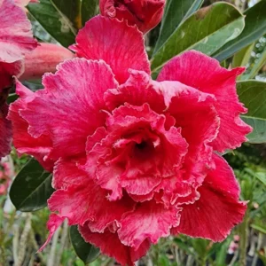 Desert Rose Plant, Rare Adenium Plant Live, Double Pink Adenium Obesum Plant, Variegated Desert Rose Plant From 5 Inches Height Potted