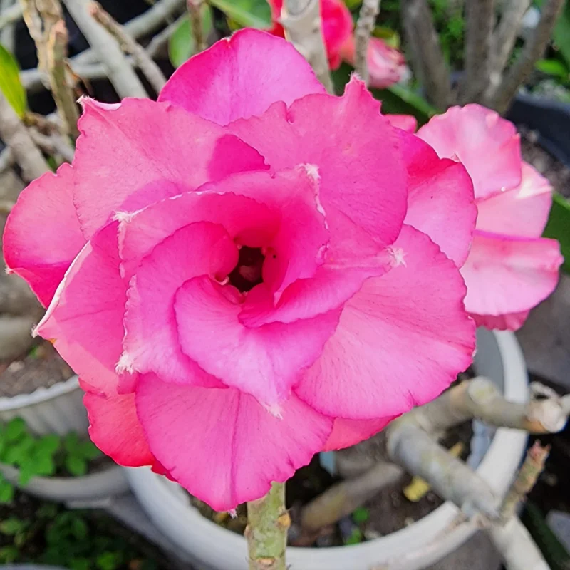 Desert Rose Plant, Rare Adenium Plant Live, Double Pink Adenium Obesum Plant, Variegated Desert Rose Plant From 5 Inches Height Potted