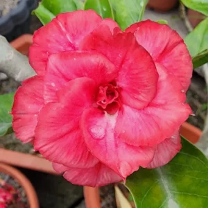 Adenium Obesum Live Plant, Variegated Adenium Live Plant In Pot 5 To 7 Inches Tall, Live Double Pink Desert Rose Flower Plant