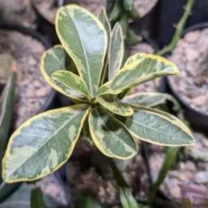 Desert Rose Plant, Rare Adenium Plant Live, Double Pink Adenium Obesum Plant, Variegated Desert Rose Plant From 5 Inches Height Potted