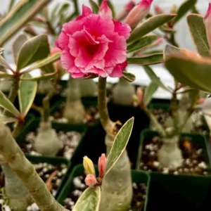 Rare Adenium Desert Rose Plant Live, Live Adenium Plant, Double Pink Desert Rose Plant Live, Variegated Plant In Pot