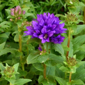 Campanula Plant, Purple Campanula Plant For Planting, Campanula Live Plant In 3 Inches Pot