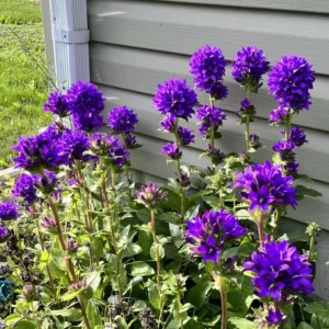 Campanula Plant, Purple Campanula Plant For Planting, Campanula Live Plant In 3 Inches Pot