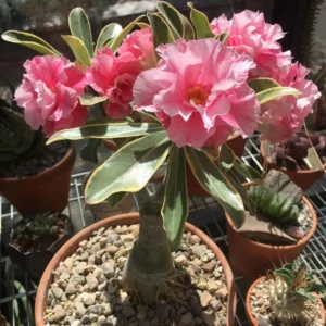 Adenium Obesum Desert Rose Plant, Adenium Plant For Planting, Live Desert Rose Plant With Flower, Potted Plant
