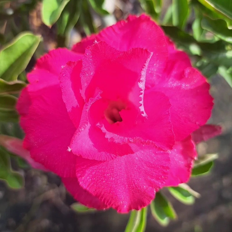 Desert Rose Plant, Rare Adenium Plant Live, Double Pink Adenium Obesum Plant, Variegated Desert Rose Plant From 5 Inches Height Potted