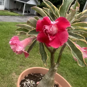 Adenium Obesum Live Plant, Variegated Adenium Live Plant In Pot 5 To 7 Inches Tall, Live Double Pink Desert Rose Flower Plant