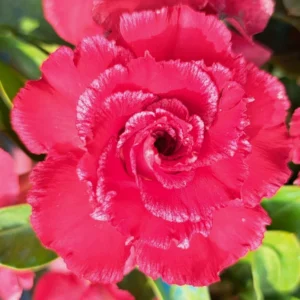 Adenium Obesum Desert Rose Plant, Adenium Plant For Planting, Live Desert Rose Plant With Flower, Potted Plant