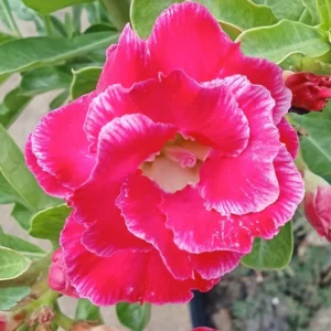 Adenium Obesum Live Plant, Variegated Adenium Live Plant In Pot 5 To 7 Inches Tall, Live Double Pink Desert Rose Flower Plant