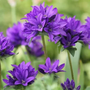 Campanula Plant, Purple Campanula Plant For Planting, Campanula Live Plant In 3 Inches Pot