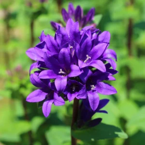 Purple Campanula Plant, Campanula Flower Plant 4 Inches Tall In Pot, Fall Flower Plant For Growing