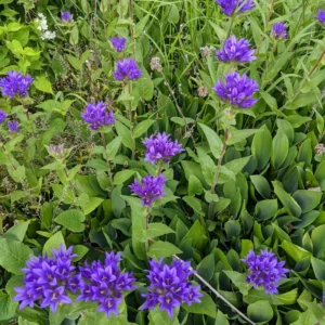 Purple Campanula Plant, Campanula Flower Plant 4 Inches Tall In Pot, Fall Flower Plant For Growing