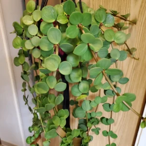 Peperomia Live Plant, Peperomia Plant 4 Inches Pot, Live Plant Indoor, House Plant Indoors Live
