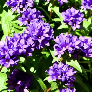 Purple Campanula Plant, Campanula Flower Plant 4 Inches Tall In Pot, Fall Flower Plant For Growing