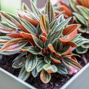 Peperomia Plant Live Houseplants, Live Peperomia Plant 4 Inches Potted, Live Indoor Potted Plant, Live House Plant