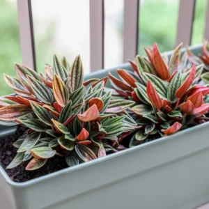 Peperomia Plant, Peperomia Plant Live In 4 Inches Pot, House Plant Indoors Live, Live House Plant