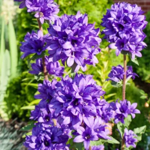 Campanula Flowers Plant Starter Plant In Pot, Campanula Plant Live For Fall Planting, Growing Well