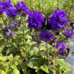 Purple Campanula Plant, Campanula Flower Plant 4 Inches Tall In Pot, Fall Flower Plant For Growing