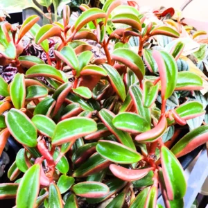 Peperomia Plant Live Houseplants, Live Peperomia Plant 4 Inches Potted, Live Indoor Potted Plant, Live House Plant