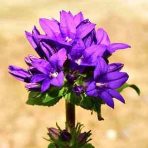 Campanula Flowers Plant Starter Plant In Pot, Campanula Plant Live For Fall Planting, Growing Well