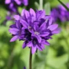 Campanula Flowers Plant Starter Plant In Pot, Campanula Plant Live For Fall Planting, Growing Well