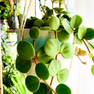 Peperomia Plant Live Houseplants, Live Peperomia Plant 4 Inches Potted, Live Indoor Potted Plant, Live House Plant