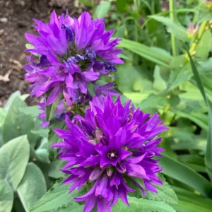 Campanula Flowers Plant Starter Plant In Pot, Campanula Plant Live For Fall Planting, Growing Well