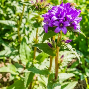 Campanula Flowers Plant Starter Plant In Pot, Campanula Plant Live For Fall Planting, Growing Well