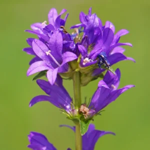 Purple Campanula Plant, Campanula Flower Plant 4 Inches Tall In Pot, Fall Flower Plant For Growing