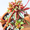 Peperomia Live Plant, Peperomia Plant 4 Inches Pot, Live Plant Indoor, House Plant Indoors Live