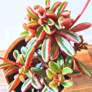 Peperomia Live Plant, Peperomia Plant 4 Inches Pot, Live Plant Indoor, House Plant Indoors Live