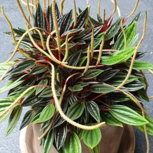 Peperomia Live Plant, Peperomia Plant 4 Inches Pot, Live Plant Indoor, House Plant Indoors Live