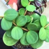 Peperomia Plant, Peperomia Plant Live In 4 Inches Pot, House Plant Indoors Live, Live House Plant