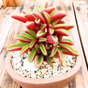 Peperomia Plant, Peperomia Plant Live In 4 Inches Pot, House Plant Indoors Live, Live House Plant