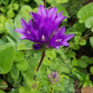 Campanula Flowers Plant Starter Plant In Pot, Campanula Plant Live For Fall Planting, Growing Well