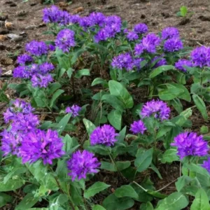 Purple Campanula Plant, Campanula Flower Plant 4 Inches Tall In Pot, Fall Flower Plant For Growing