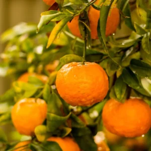 Murcott Tangerine Tree Live Plant, Large Live Murcott Tangerine Plant From 2 Feet Tall, Tangerine Fruit Tree Live Plant 3 Feet Height Feet Including Pot Tall