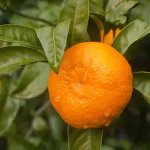 Murcott Tangerine Tree Grafted, Murcott Tangerine Plant, Murcott Fruit Tree Live Plant 2 To 3 Feet Height Including Pot Size