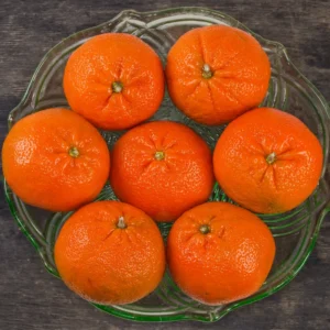 Murcott Mandarin Tree, Tangerine Tree, Murcott Citrus Fruit tree, Tangerine Fruit Tree 3 Feet Tall from the Pot Base