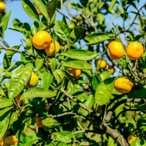 Murcott Sweet Tangerine Tree, Murcott Tangerine Fruit Plant Start From 2 Feet Tall Tree, Live Fruit Tree In Pot For Outdoor Planting