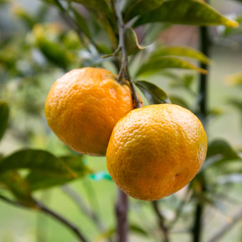 Murcott Tangerine Tree Live Plant, Large Live Murcott Tangerine Plant From 2 Feet Tall, Tangerine Fruit Tree Live Plant 3 Feet Height Feet Including Pot Tall